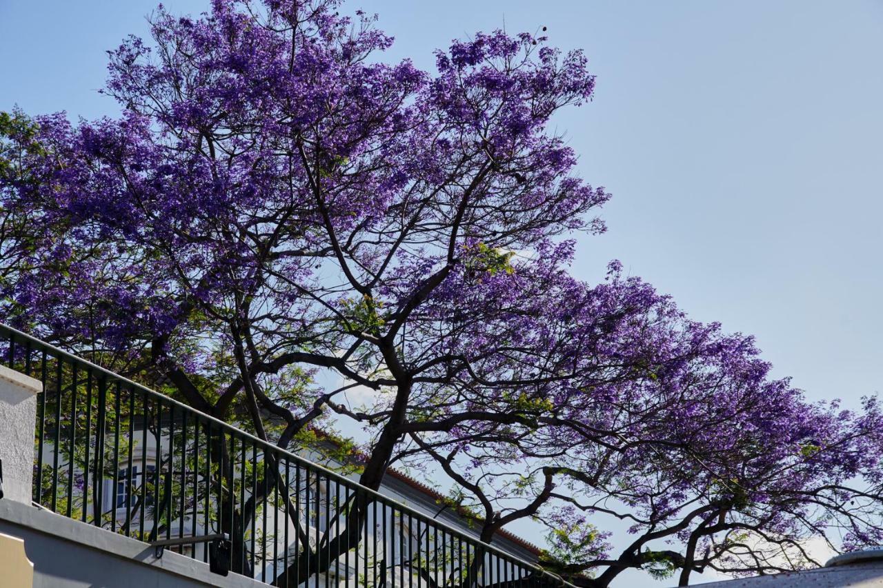 Appartamento Pimenta Funchal Downtown Esterno foto